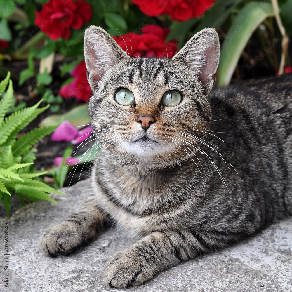 tabby cat sitting on the porch near a flowering bush with red roses tabby cat sitting on the porch near a flowering bush with red roses