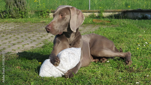 Weimaraner