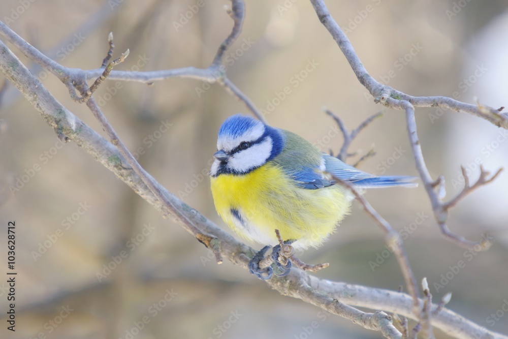 Fototapeta premium Blue Tit (Cyanistes caeruleus or Parus caeruleus)