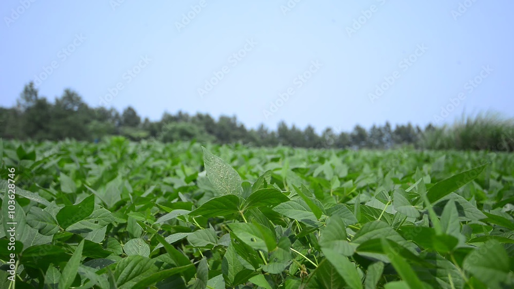 agriculture agriculture