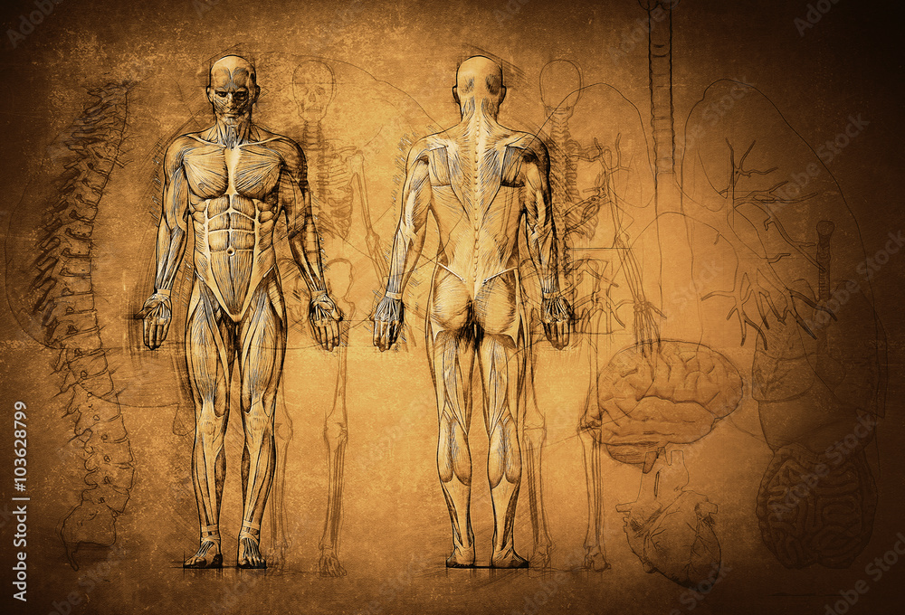 Human organs sketch body anatomy icons Royalty Free Vector