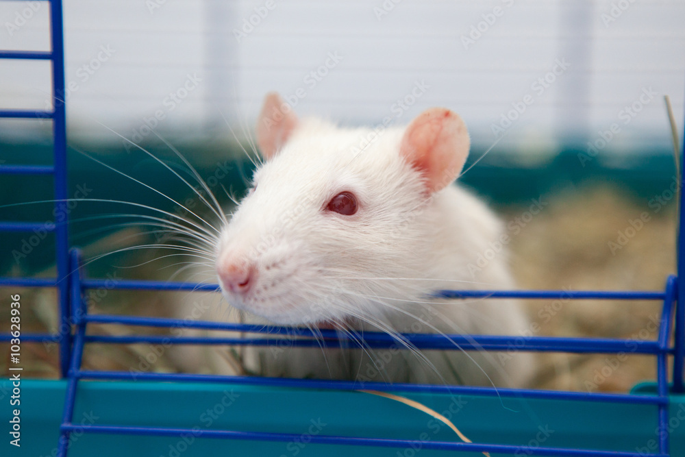 Obraz premium Cute pet rat