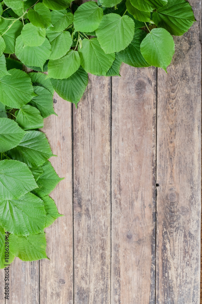 Green Leaves on Wooden Backdrop