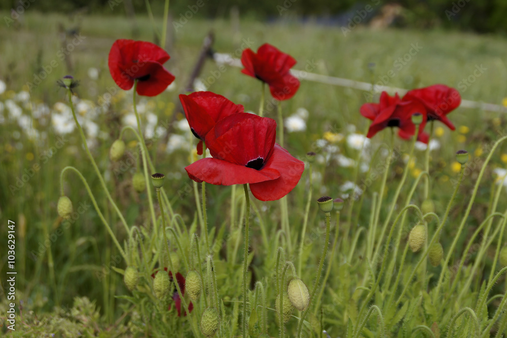 Obraz premium Klatschmohn (Papaver rhoeas), auch Mohnblume oder Klatschrose genannt, Wiesenmohn mit roten Blüten