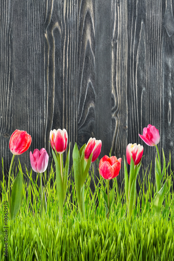 Tulip Flowers in Grass