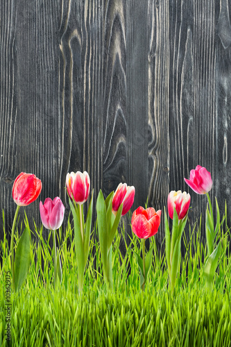 Fototapeta Naklejka Na Ścianę i Meble -  Tulip Flowers in Grass
