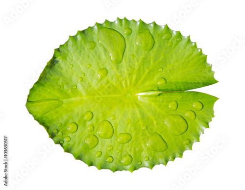 Fototapeta Naklejka Na Ścianę i Meble -  green leaf water lily