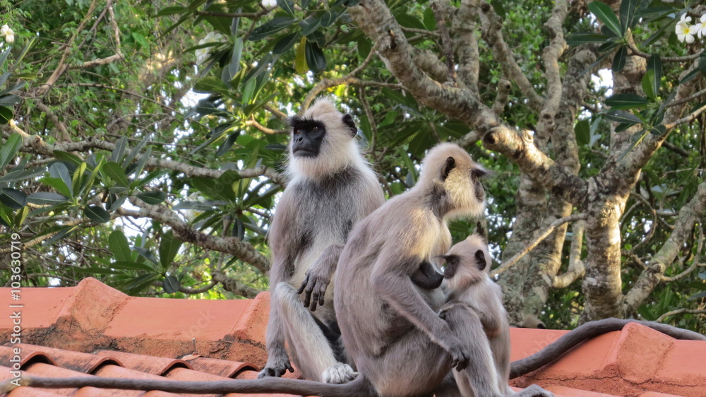 Obraz premium Monkeys