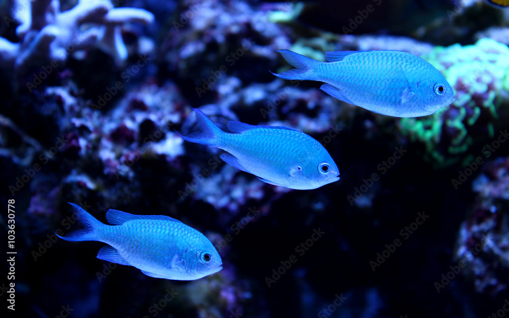 Group of Blue Chromis (Chromis atripectoralis) Group of Blue Chromis (Chromis atripectoralis)
