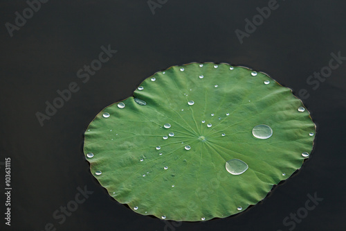 Water drops on lotus leaf.
