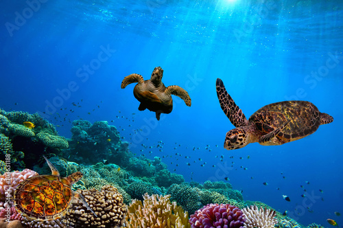 Turtle underwater © vlad61_61