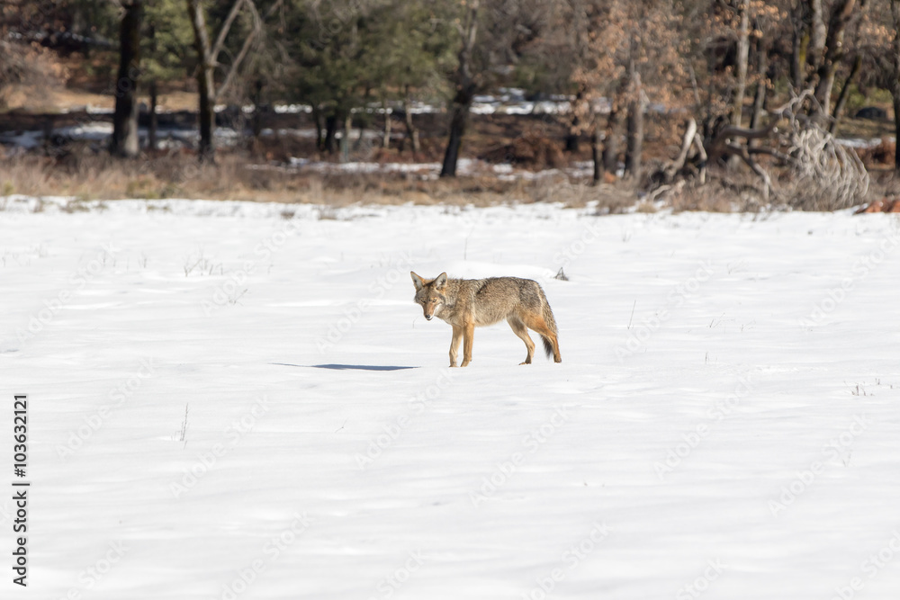 Naklejka premium Coyote in Snow