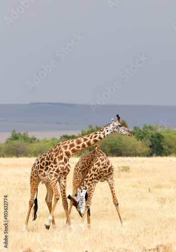 Two male of giraffe fighting, Masai Mara, Kenya, Africa