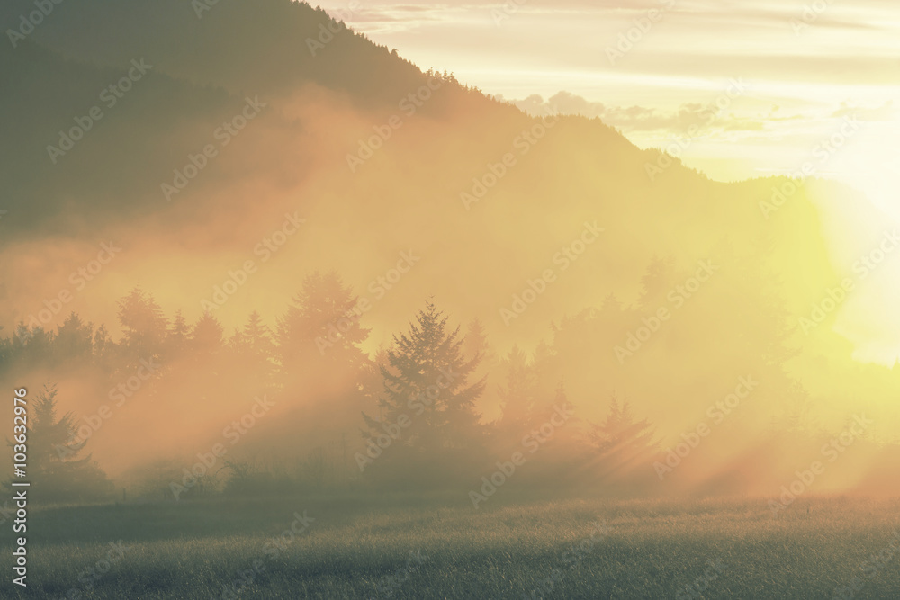 Fototapeta premium Fog on meadow