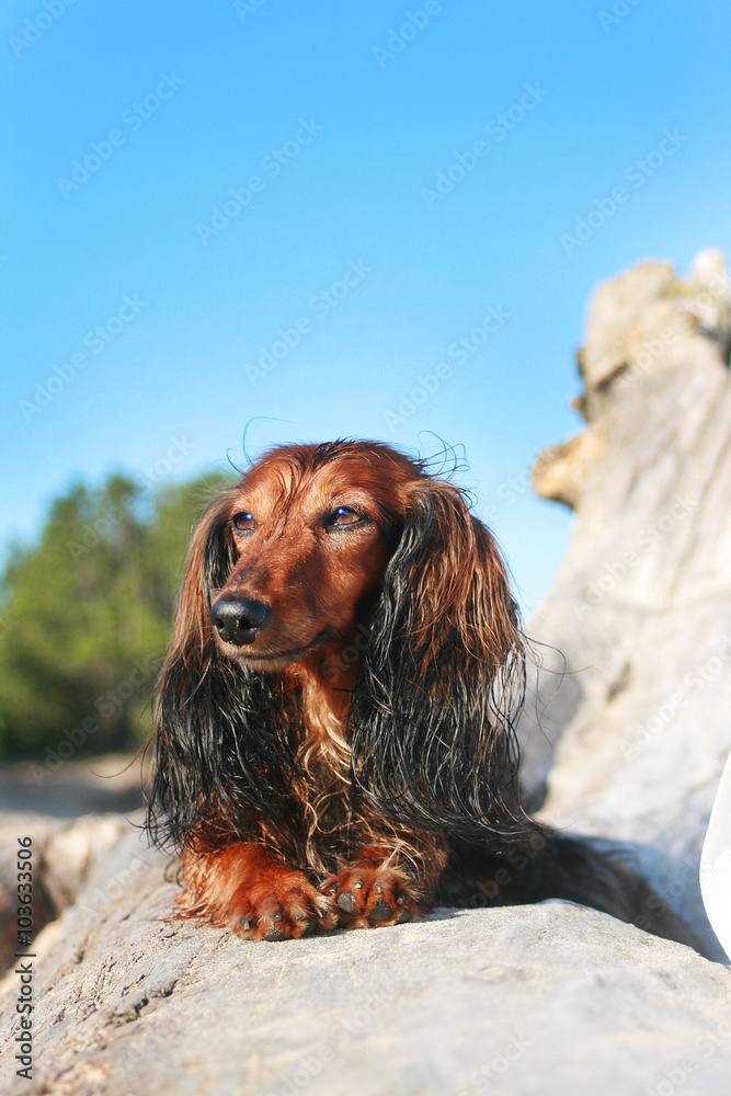 Meditating dog