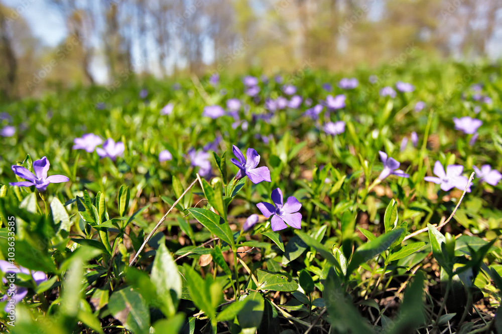 Spring flowers. Young green leaves and flowers. Spring flowers. Young green leaves and flowers.