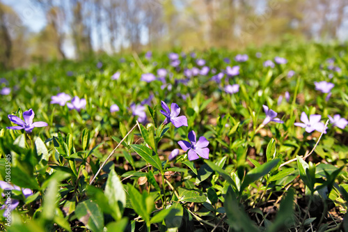 Spring flowers. Young green leaves and flowers.