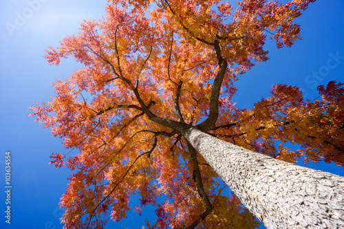 Fall foliage on tree vibrant red