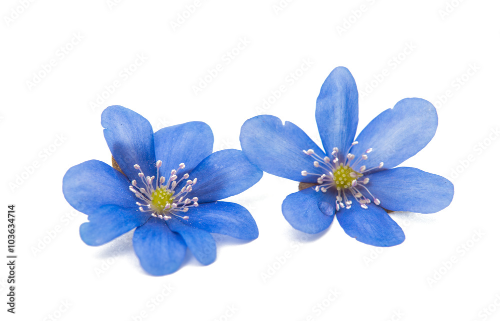 spring blue flower isolated