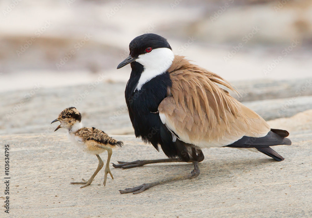 Blacksmith lapwing with chick on the rock, with clean background, Kenya, Africa Blacksmith lapwing with chick on the rock, with clean background, Kenya, Africa