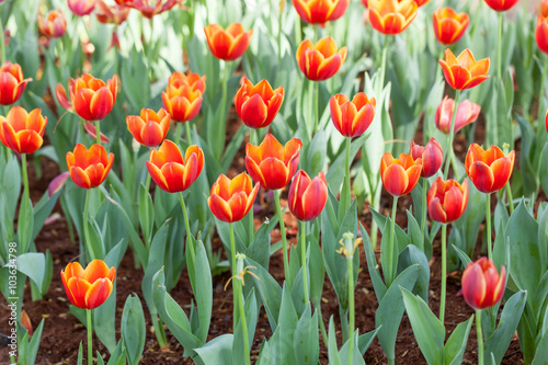 Colorful tulips planted in the garden decorations.