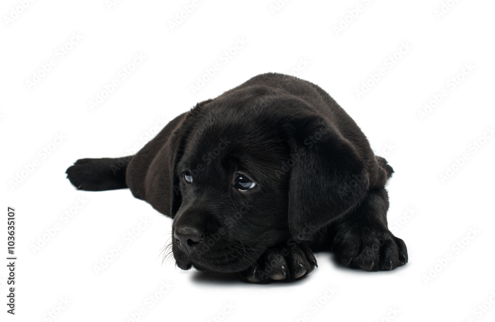 Puppy Black Labrador Puppy Black Labrador