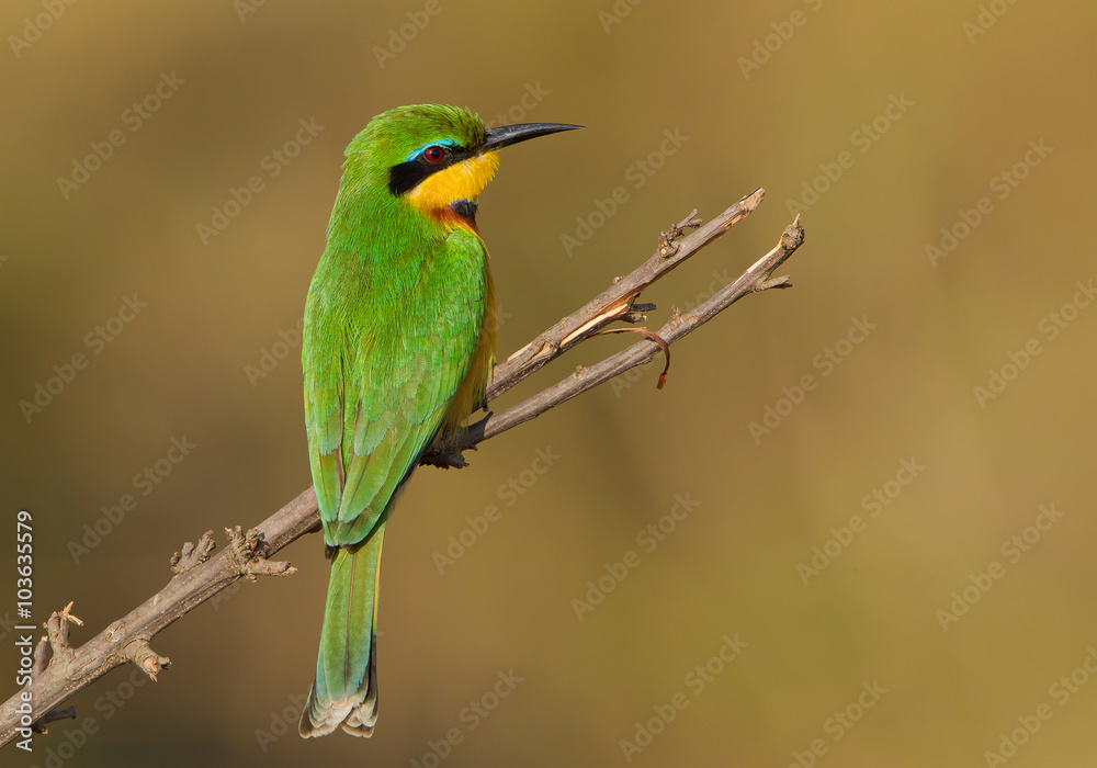 Little bee eater perching on the branch, clean background, Kenya, Africa Little bee eater perching on the branch, clean background, Kenya, Africa