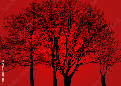 деревья,тень © drod26018