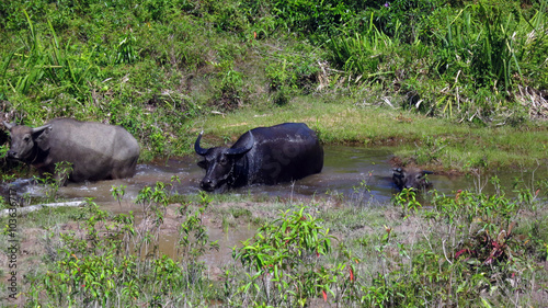 water buffalo, Cambodia photo