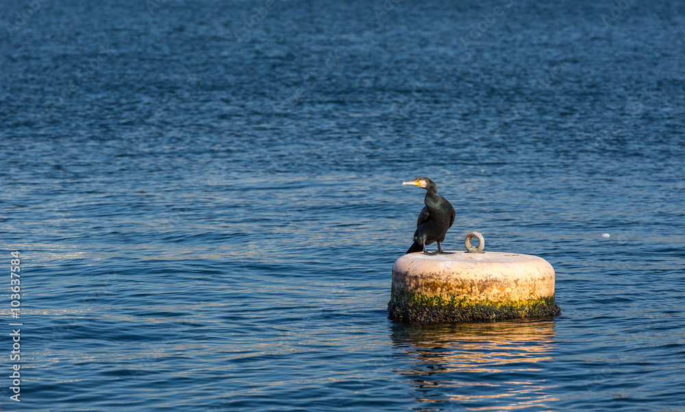 Fototapeta premium Cormorant sitting on buoy at river surface