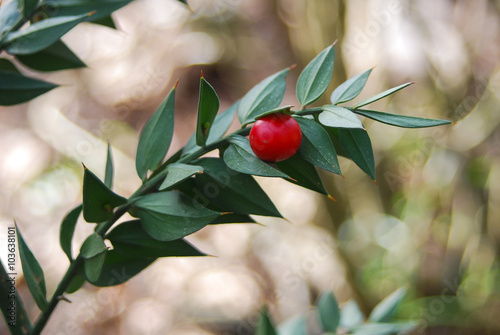 pungitopo (Ruscus aculeatus) con bacche