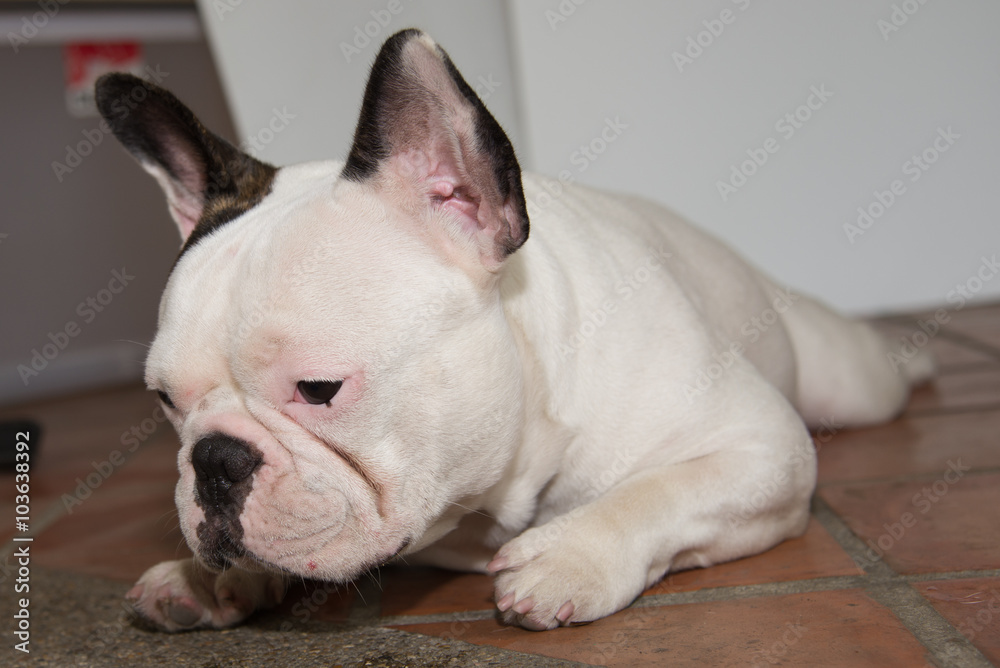 Front side French bulldog looks smart Front side French bulldog looks smart