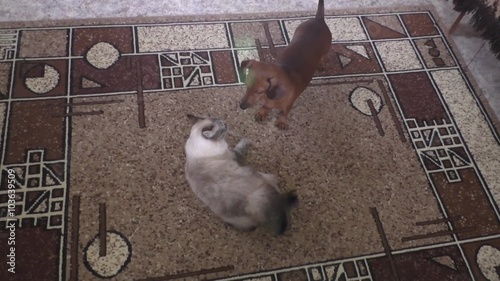 The cat and dog play a carpet in a room