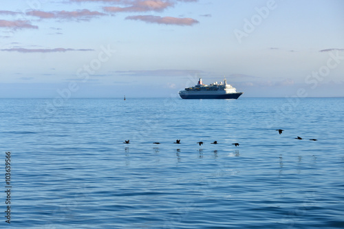 Cape cormorants and cruise ship