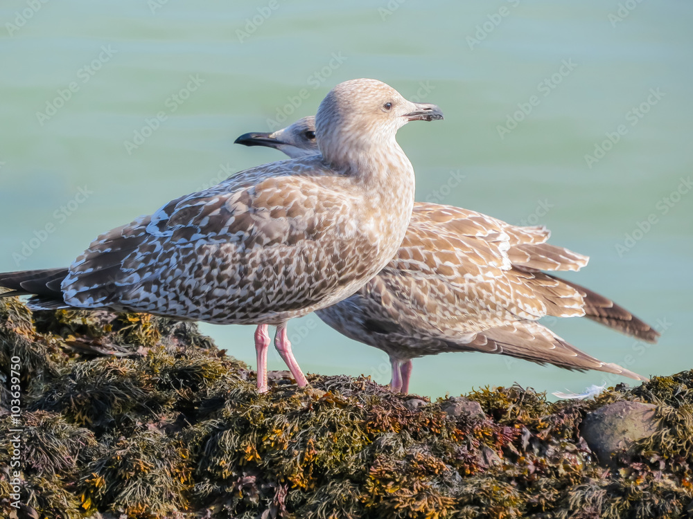 Fototapeta premium Juvenile herring gulls on rocks of the Jersey Island