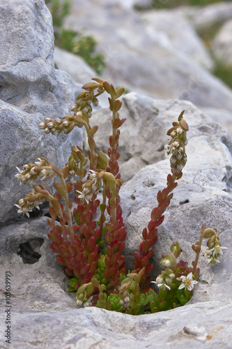 pianta di Sedum sp. tra le rocce photo