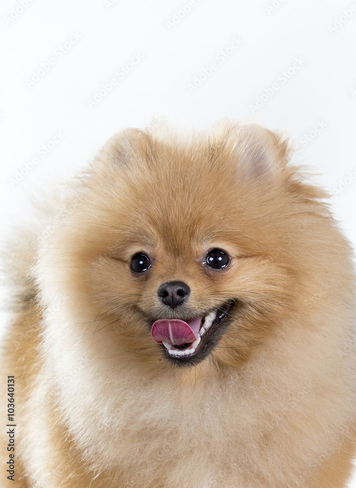 Pomeranian portrait. A cute puppy is sitting in a photoshoot. Image taken in a studio. The dog breed is The Pomeranian often known as a Pom or Pom Pom.