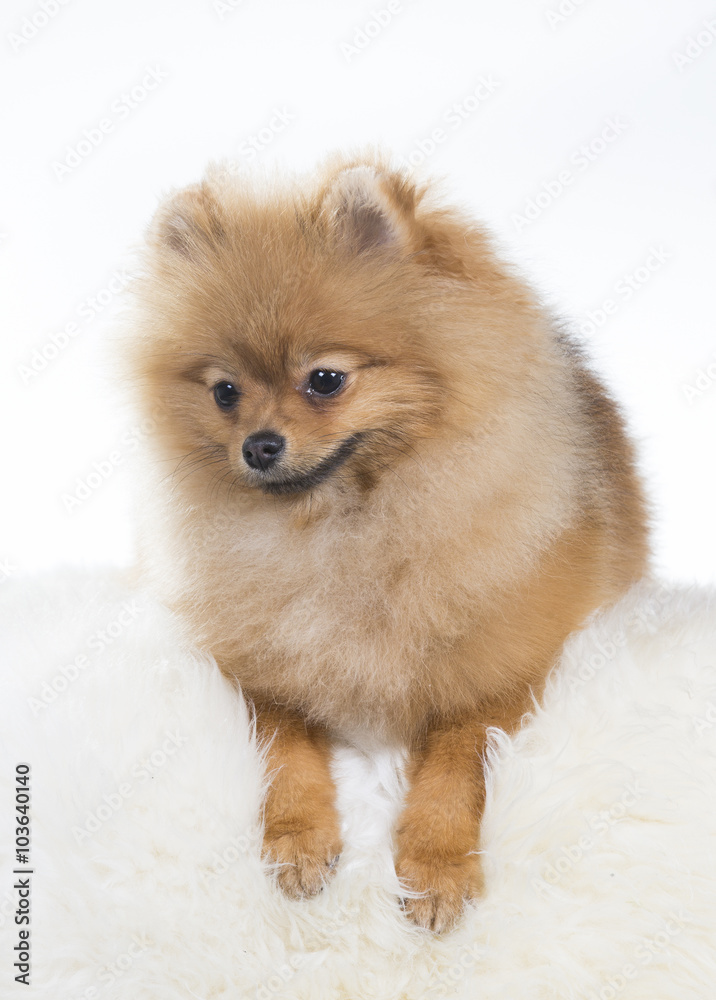 Pomeranian portrait. A cute puppy is sitting in a photoshoot. Image taken in a studio. The dog breed is The Pomeranian often known as a Pom or Pom Pom.