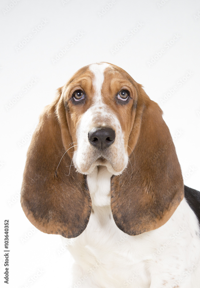 A Basset hound portrait. Image taken in a studio.