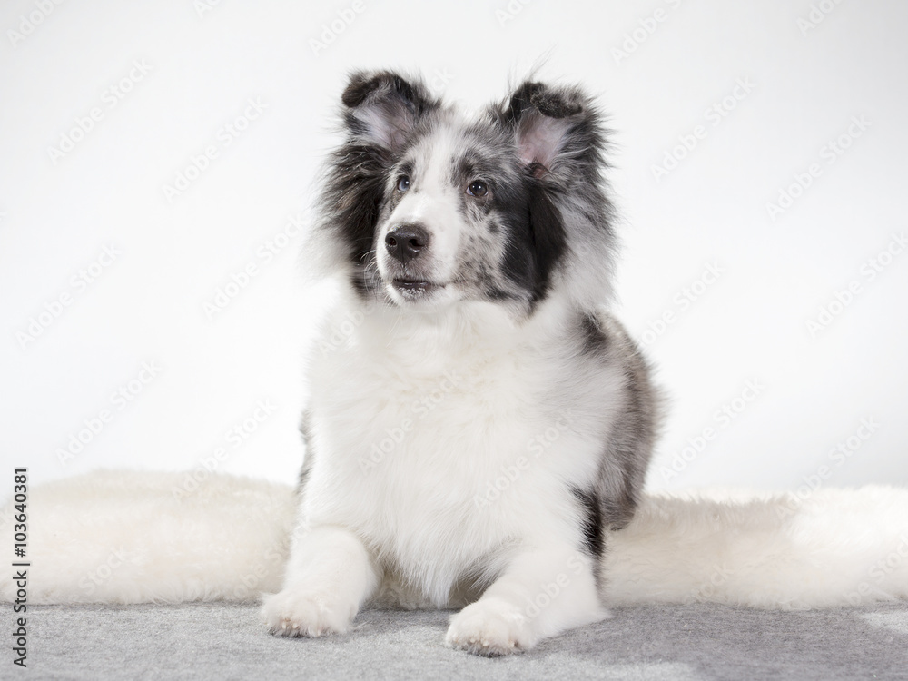 Shetland sheepdog puppy portrait. Image taken in a studio.