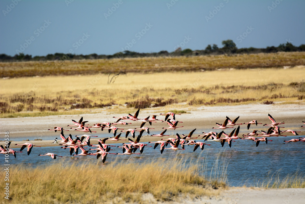 Naklejka premium a group of Flamingos in flight