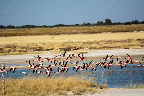 a group of Flamingos in flight