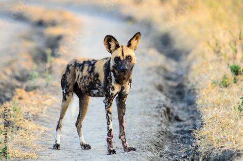 African wild dog watching closely