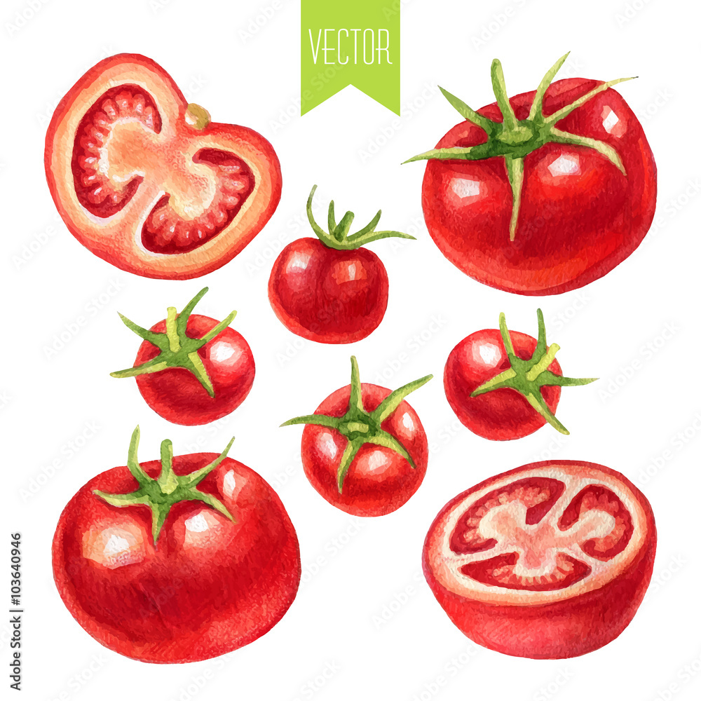 Watercolor set of tomatoes Watercolor set of tomatoes