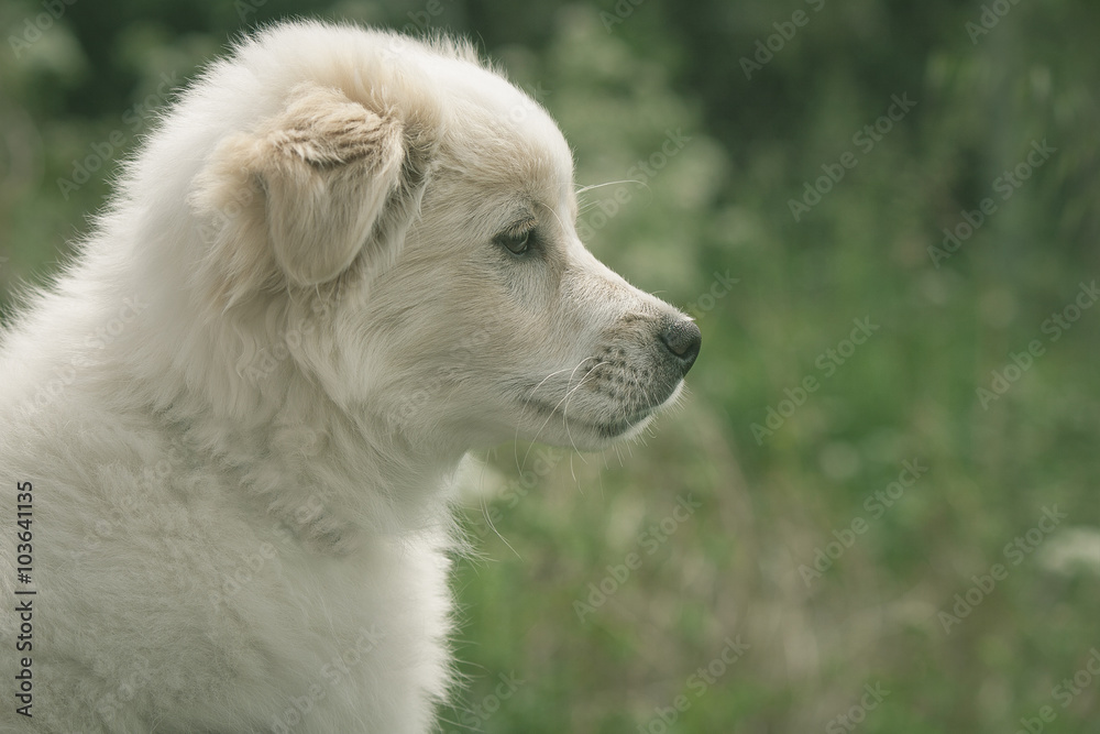 White puppy dog in field