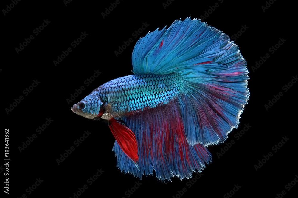 Obraz premium betta fish isolated on black background