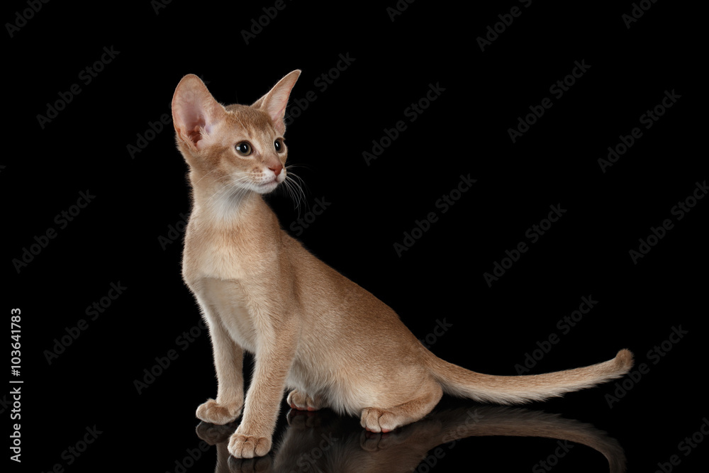 Portrait of Sitting Abyssinian Kitten and Looking right isolated black