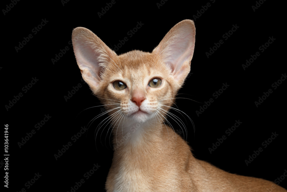 Closeup Portrait of Abyssinian Kitten Looking in Camera isolated  black