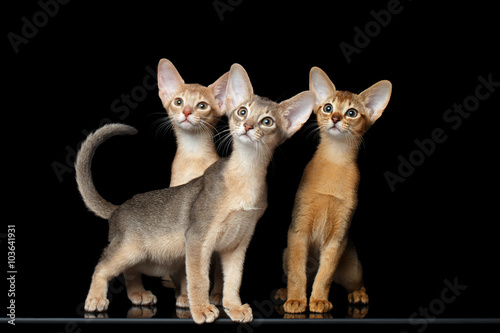Photography Three Cute Abyssinian Kittens Sitting isolated black