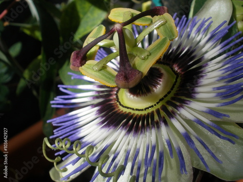 Passiflora incarnata - passion flower - Mučenka